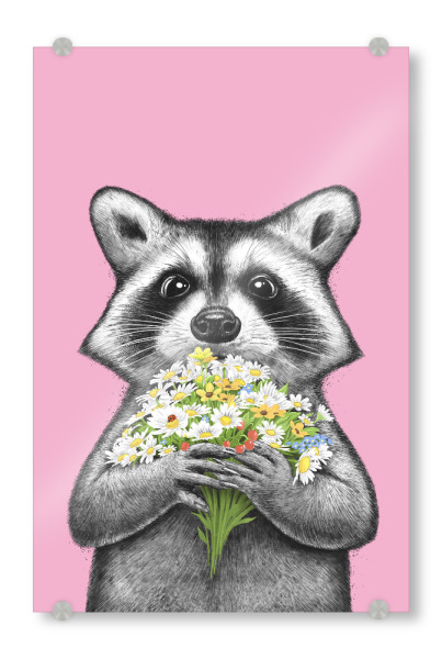 Acrylglasbild "Waschbär mit Gänseblümchen" artboxONE - Tiere,Lustig