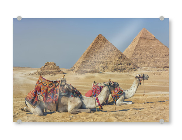 Acrylglasbild "Kamel in Gizeh" artboxONE - Reise,Architektur,Reise / Afrika,Reise / Länder,Für Papa