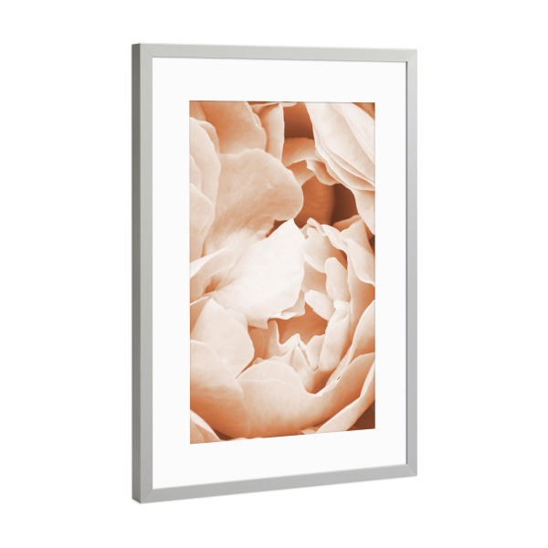 Poster mit Rahmen Silber "Pfirsiche in der Natur K" artboxONE - Floral,Liebe - Floral,Blumen,Blühen,Blütenblätter,Rosa,Erröten,Liebe,Romantik