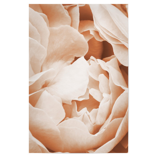 Poster "Pfirsiche in der Natur K" artboxONE - Floral,Liebe - Floral,Blumen,Blühen,Blütenblätter,Rosa,Erröten,Liebe,Romantik