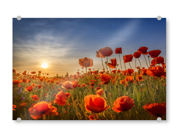 Acrylglasbild "Mohn im Sonnenuntergang" artboxONE - Natur,Floral