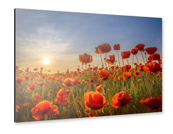 Alu-Dibond "Mohn im Sonnenuntergang" 30x20 cm artboxONE