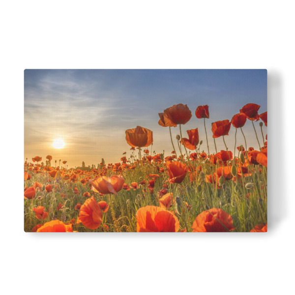 Leinwandbild "Mohn im Sonnenuntergang" artboxONE - Natur,Floral