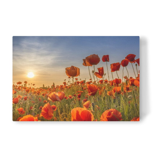 Mohn im Sonnenuntergang