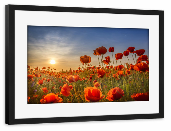 Poster mit Rahmen schwarz "Mohn im Sonnenuntergang" artboxONE - Natur,Floral