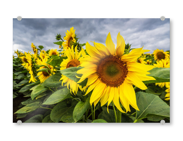 Acrylglasbild "Sonnenblumen, Wolken" artboxONE - Natur