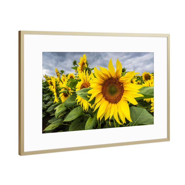 Poster mit Rahmen Gold "Sonnenblumen, Wolken" artboxONE - Natur