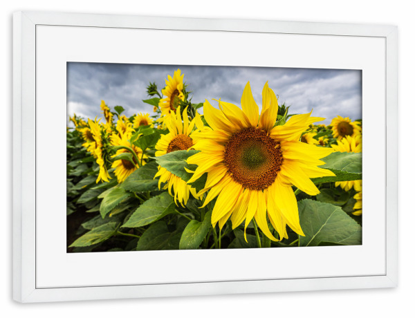 Poster mit Rahmen weiß "Sonnenblumen, Wolken" artboxONE - Natur
