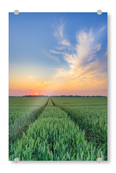 Acrylglasbild "Weizenfeld bei Sonnenuntergang" artboxONE - Natur,Reise