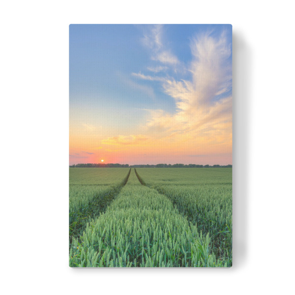 Leinwandbild "Weizenfeld bei Sonnenuntergang" artboxONE - Natur,Reise