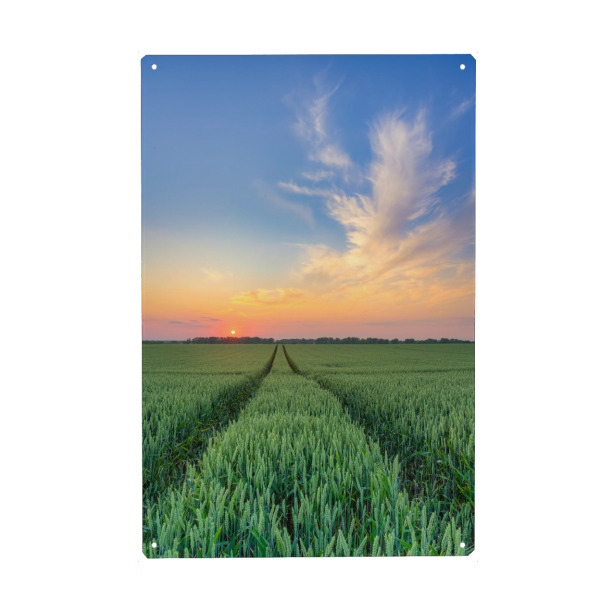 Metall Poster "Weizenfeld bei Sonnenuntergang" artboxONE - Natur,Reise