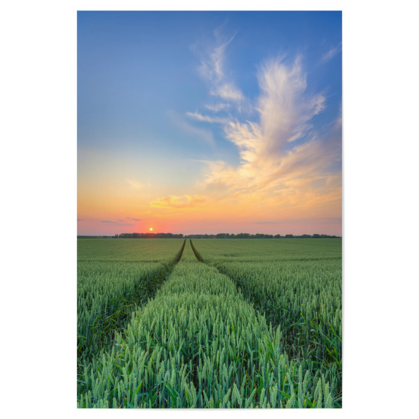 Poster "Weizenfeld bei Sonnenuntergang" artboxONE - Natur,Reise