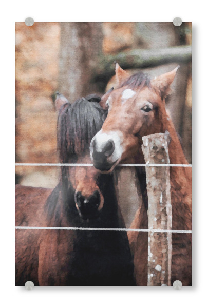 Acrylglasbild "Braune Pferde" artboxONE - Natur,Tiere - Tiere,Pferde,Natur,Bäume,Wald,Zaun
