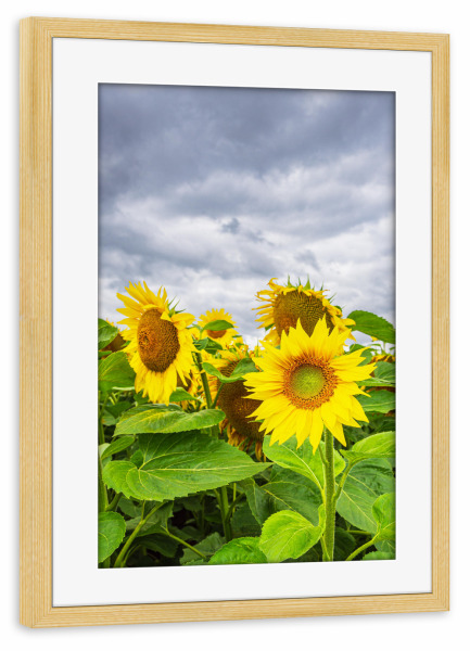 Poster mit Rahmen kiefer "Sonnenblumen und Wolken" artboxONE - Natur