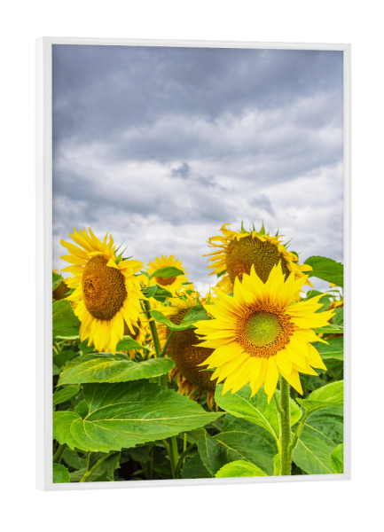 Poster mit weißem Rahmen "Sonnenblumen und Wolken" artboxONE - Natur