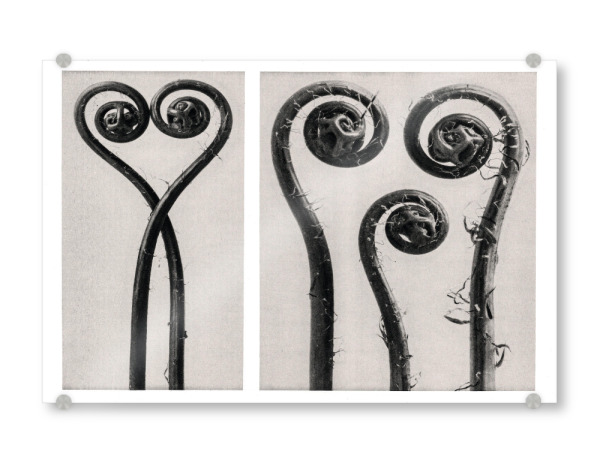 Acrylglasbild "Blossfeldt - Adiantum Pedatum" artboxONE - Natur,Floral,Schwarzweiß