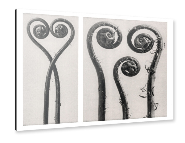 Alu-Dibond "Blossfeldt - Adiantum Pedatum" 30x20 cm artboxONE