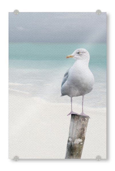 Acrylglasbild "Strandmöwe" artboxONE - Tiere,Reise / Strand und Meer - Tiere,Meereslebewesen,Meereslebewesen,Möwe,Vögel,Strand,Meer,Ufer,Sand
