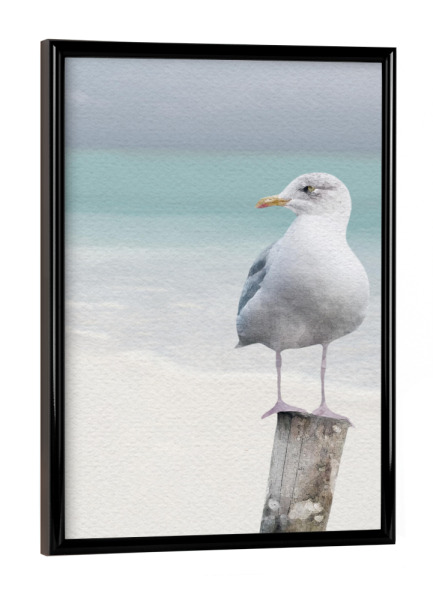 Poster mit schwarzem Rahmen "Strandmöwe" artboxONE - Tiere,Reise / Strand und Meer