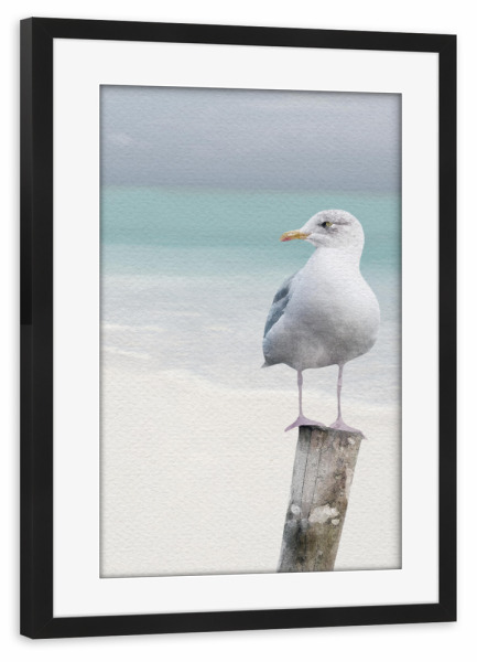 Poster mit Rahmen schwarz "Strandmöwe" artboxONE - Tiere,Reise / Strand und Meer