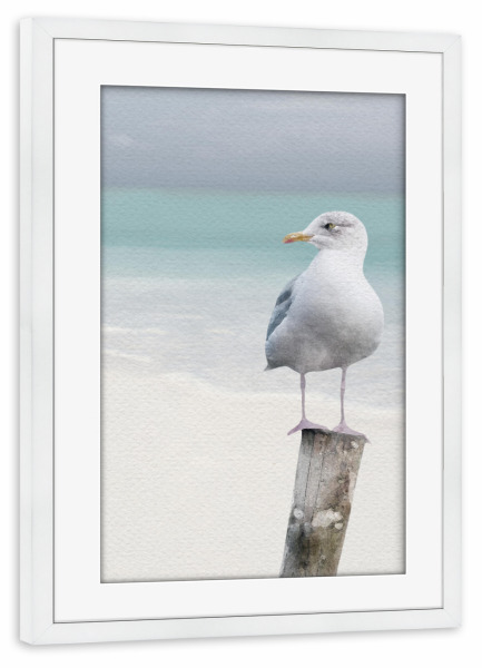 Poster mit Rahmen weiß "Strandmöwe" artboxONE - Tiere,Reise / Strand und Meer - Tiere,Meereslebewesen,Meereslebewesen,Möwe,Vögel,Strand,Meer,Ufer,Sand