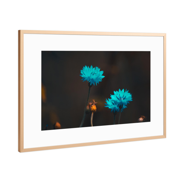 Poster mit Rahmen Kupfer "Blaue Blüten" artboxONE - Natur,Floral