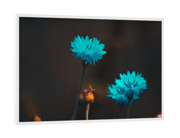 Poster mit weißem Rahmen "Blaue Blüten" artboxONE - Natur,Floral