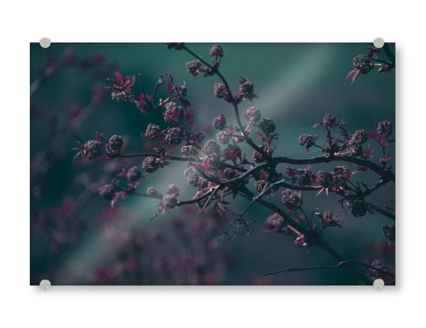 Acrylglasbild "Frühlingsfarben" artboxONE - Natur,Floral