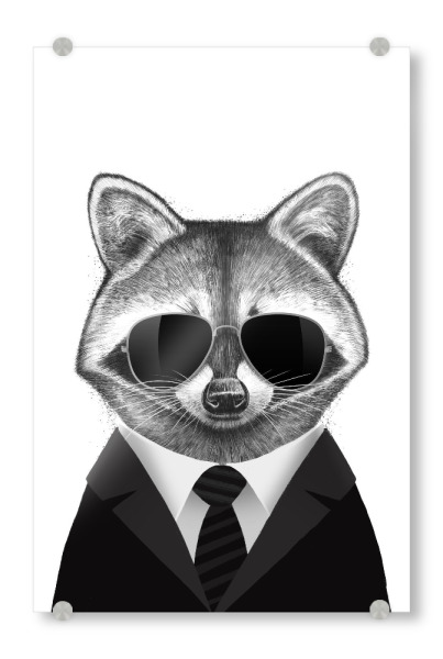 Acrylglasbild "Waschbär in Schwarz" artboxONE - Tiere,Fashion