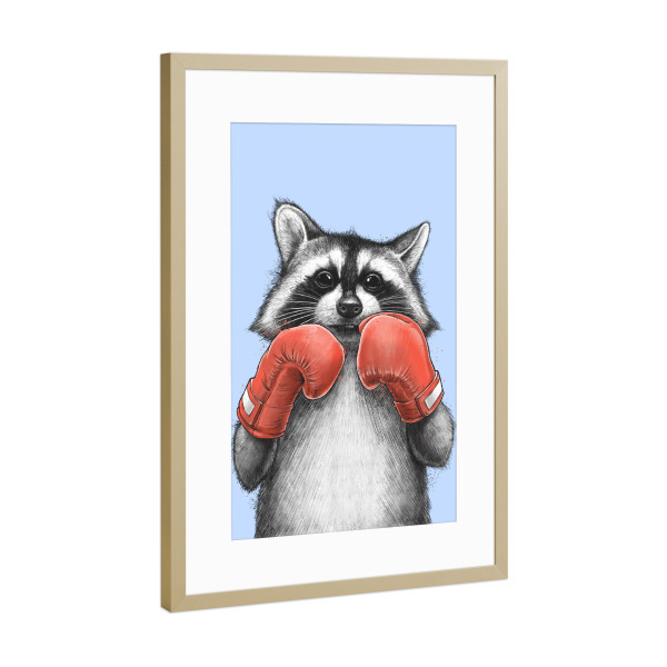 Poster mit Rahmen Gold "Waschbär-Boxer" artboxONE - Tiere,Sport,Für Papa