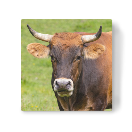 Stierportrait