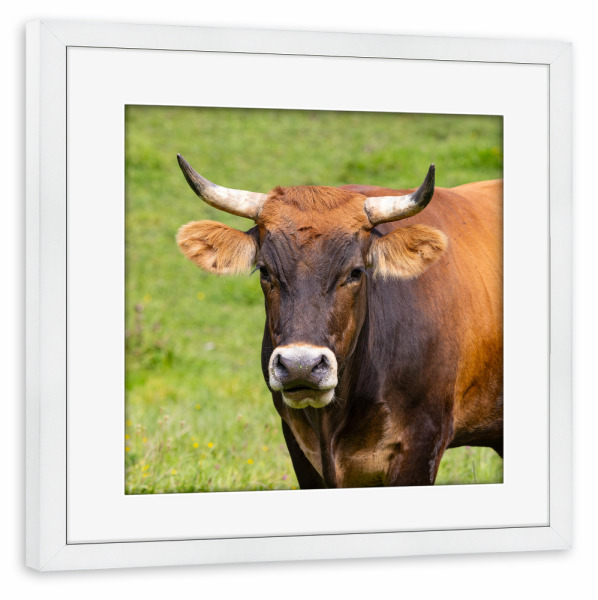 Poster mit Rahmen weiß "Stierportrait" artboxONE - Natur,Tiere - Stier,Stierportrait,Tiere,Bayern,Landwirtschaft