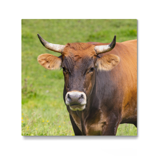 Galerie-Print "Stierportrait" 30x30 cm artboxONE
