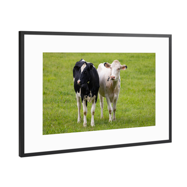 Poster mit Rahmen Schwarz (Metallic) "Rinder Schwarz Weiss" artboxONE - Natur,Tiere - Rinder,Tiere,Jungrinder,Natur