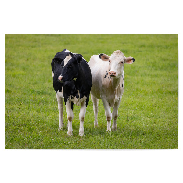 Poster 30x20 cm "Rinder Schwarz Weiss" artboxONE - Natur,Tiere - Rinder,Tiere,Jungrinder,Natur
