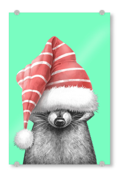 Acrylglasbild "Waschbär mit Weihnachtsmütze" artboxONE - Tiere,Weihnachten,Lustig