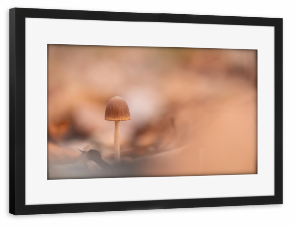 Poster mit Rahmen schwarz "Kleiner Pilz im Wald" artboxONE - Natur - Pilzchen,Waldpilz,Waldboden,Winzig,Herbstlaub,Blätter,Makrofotografie,Nahaufnahme