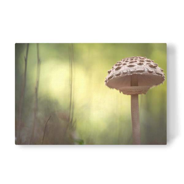 Leinwandbild "Pilz Naturfoto" artboxONE - Natur - Waldpilz,Wald,Waldboden,Makrofoto,Makrofotografie,Nahaufnahme,Fungus,Fungi
