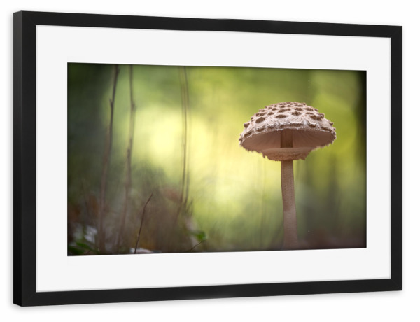 Poster mit Rahmen schwarz "Pilz Naturfoto" artboxONE - Natur - Waldpilz,Wald,Waldboden,Makrofoto,Makrofotografie,Nahaufnahme,Fungus,Fungi