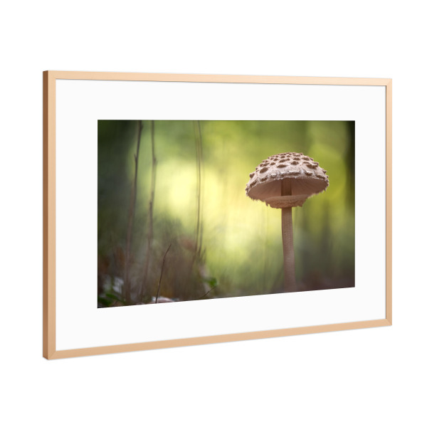 Poster mit Rahmen Kupfer "Pilz Naturfoto" artboxONE - Natur - Waldpilz,Wald,Waldboden,Makrofoto,Makrofotografie,Nahaufnahme,Fungus,Fungi