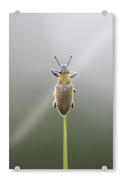 Acrylglasbild "Insekten auf Grasflächen" artboxONE - Tiere,Abstrakt - Tier,Gelb,Foto,Fotografie,Makro,Insekt,Gut