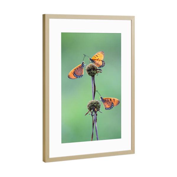 Poster mit Rahmen Gold "Tiga kupu yang sangat cantik" artboxONE - Floral,Tiere - Kupu-kupu,Makro,Hijau,Background