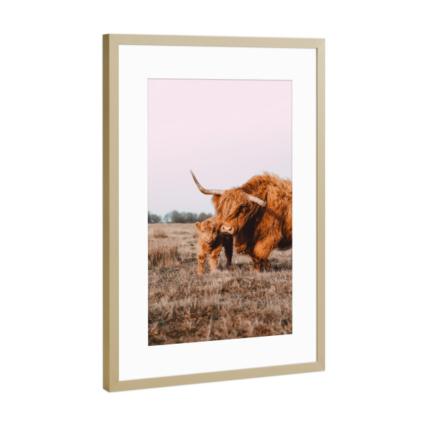 Poster mit Rahmen Gold "Hochland Rind mit ihrem Baby" artboxONE - Natur,Reise,Tiere