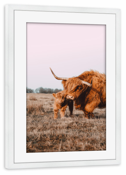 Poster mit Rahmen weiß "Hochland Rind mit ihrem Baby" artboxONE - Natur,Reise,Tiere