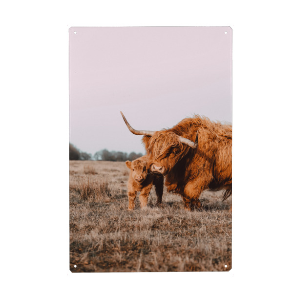 Metall Poster "Hochland Rind mit ihrem Baby" artboxONE - Natur,Reise,Tiere