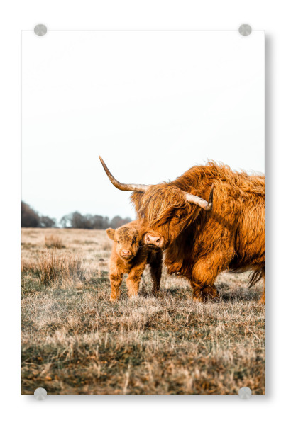 Acrylglasbild "Highland cow with baby" artboxONE - Natur,Reise,Tiere - Highland,Cow,Baby,Natur,Reise,Tiere,Mutter,Kind,Feld,Hochlandrind,Hochland