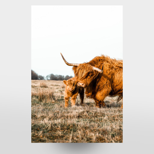 Highland cow with baby Highland cow with baby