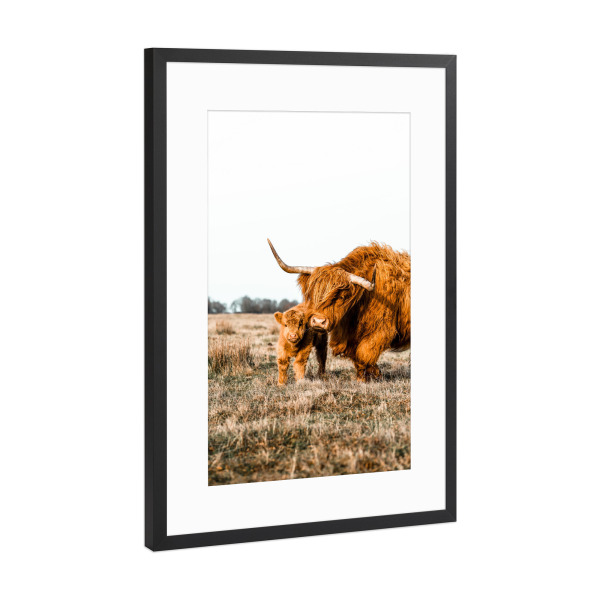 Poster mit Rahmen Schwarz (Metallic) "Highland cow with baby" artboxONE - Natur,Reise,Tiere