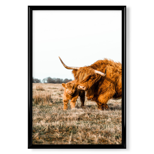 Highland cow with baby