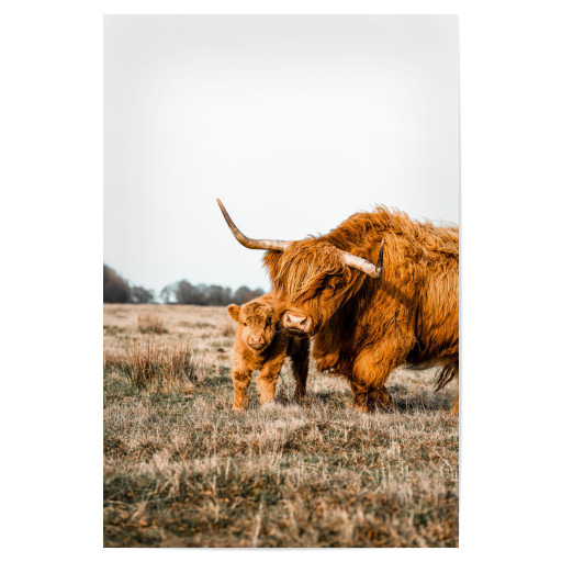 Highland cow with baby